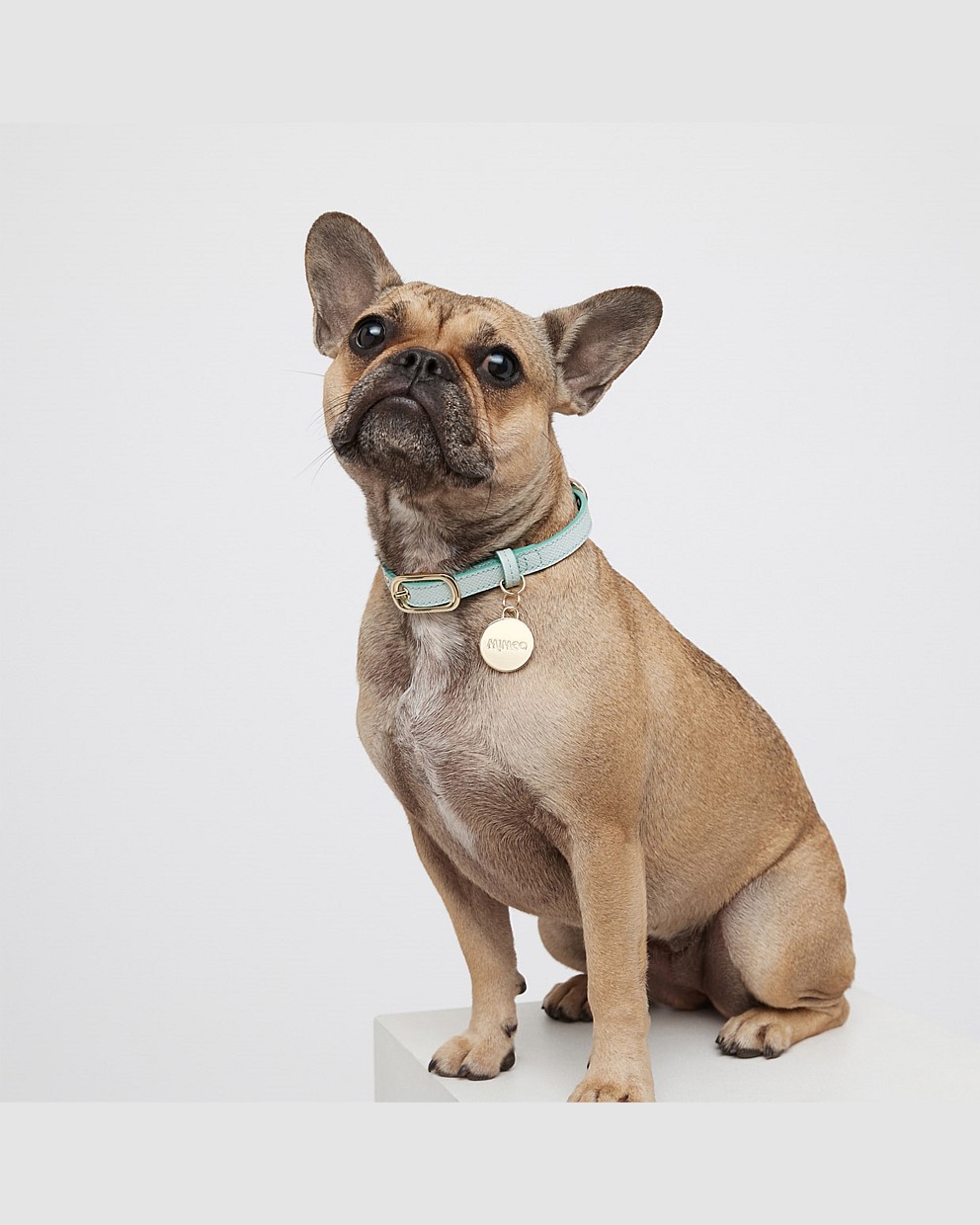 WILD THING SMALL DOG COLLAR